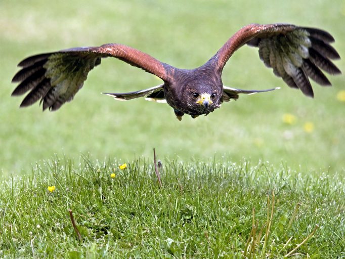 Hawk Flying