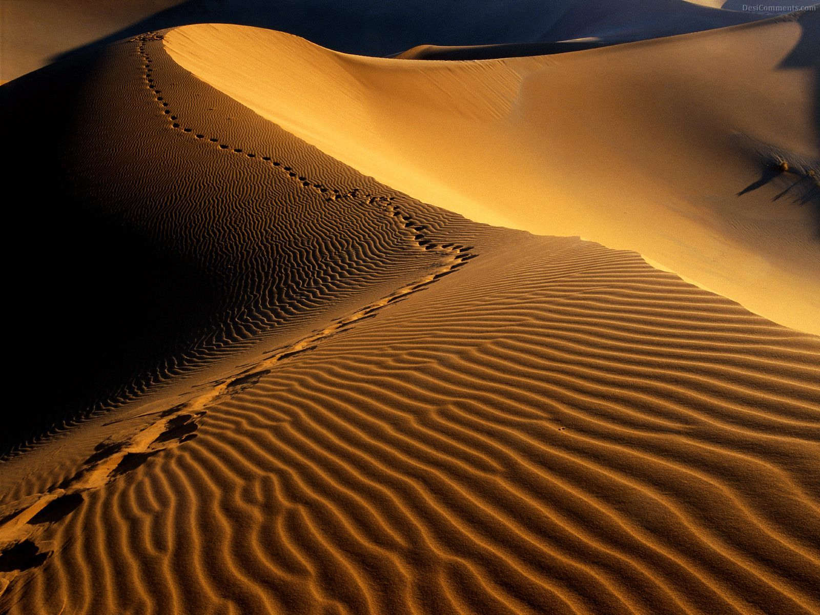 Desert Journey